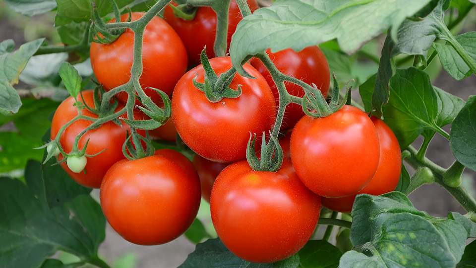 Nutrição monitorada de tomates usando sensores portáteis LAQUAtwin da Horiba